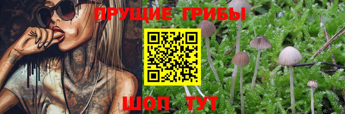 Галлюциногенные грибы Psilocybe Наро-Фоминск